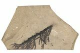 Conifer (Chamaecyparis?) Fossil - McAbee, BC #271323-1